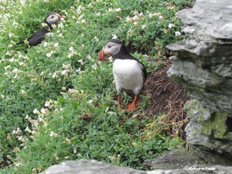Andrea Power Dingle Artist with Puffins on Skellig Michael