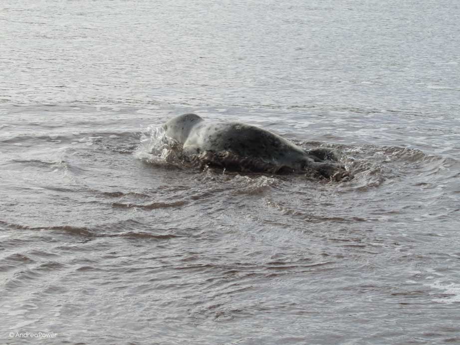 Andrea Power Dingle Artist's Seal Pup in the water on the Wild Atlantic Way