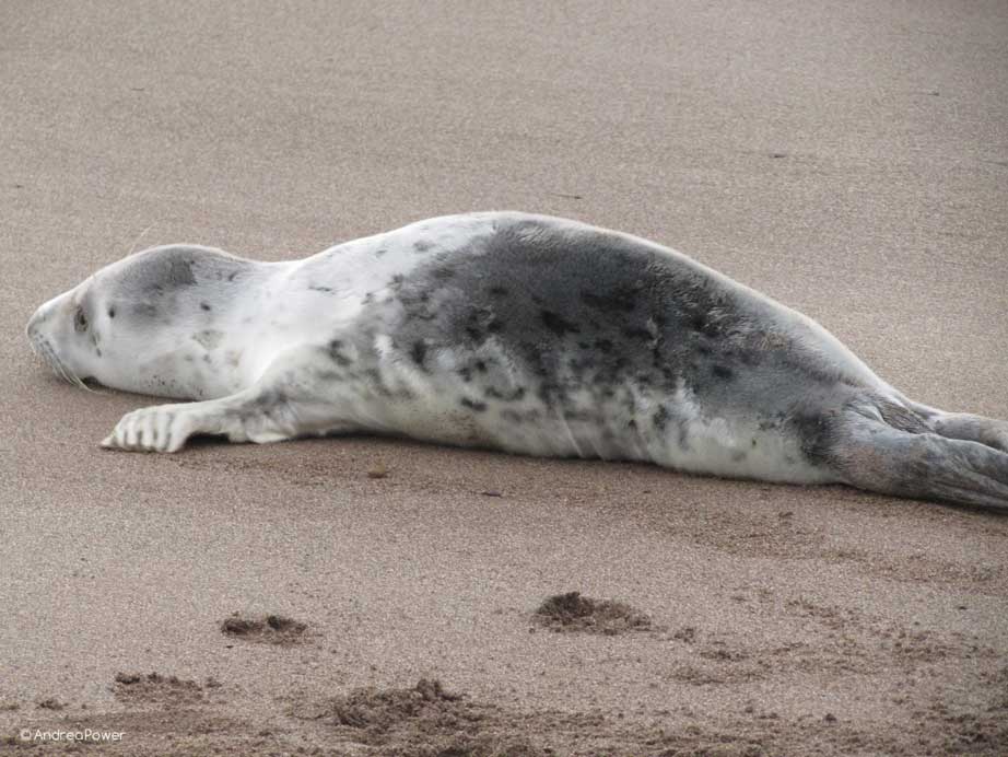 Andrea Power Dingle Artist's Seal Pup ont the move on the Wild Atlantic Way