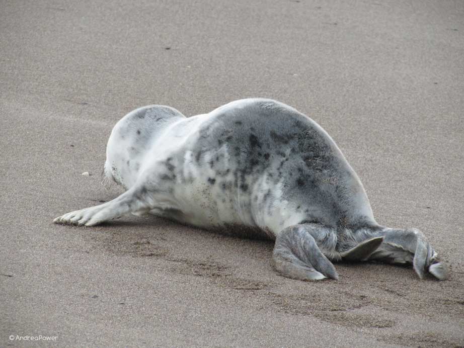 Andrea Power Dingle Artist's Seal Pup on the move on the Wild Atlantic Way