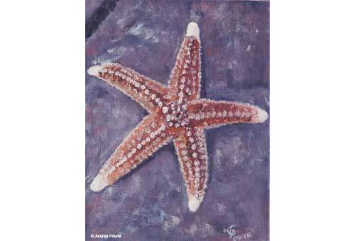 Starfish by Andrea Power Dingle Artist on the Wild Atlantic Way