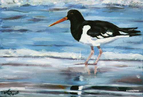 Oyster Catcher's Morning Stroll by Andrea Power Dingle Artist on the Wild Atlantic Way